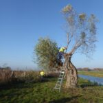 17-11-2018 knotpleog SOGN pakt de wilgen naast De parkse gaard aan.