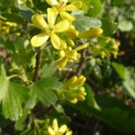 18-4-2018 gele bes, verrassende bessensoort