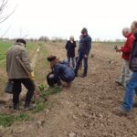 April, aanplant daslook