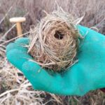 2019-02-04 Dwergmuis nestje