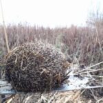 2019-02-04 Egel in winterslaap