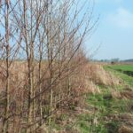 20190321_Elzenhaag