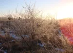 2023-01-18 opname Vroege Vogels. Winters landschap (1)