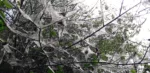 2025-05-14-Speelbos-spintmottenwebben-4