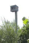 2025-06-16-DPG-drie-jonge-torenvlken-in-kast-kopie