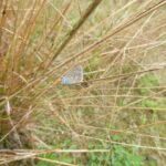 23-8-2018 icarusblauwtje
