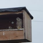 25-6-2018 de nestkast is direct in gebruik genomen met dit resultaat. drie jonge torenvalken