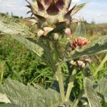 26-7-2017 kardoen