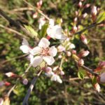27-3-2017 bloesem Chinese kersenstruik