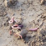 28-12-2017 wormen – kopie