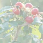 DPG-rozenbottel-1-300×184-filter2