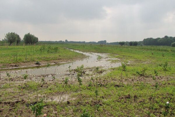 2-6-2016 de geul is een moeras geworden