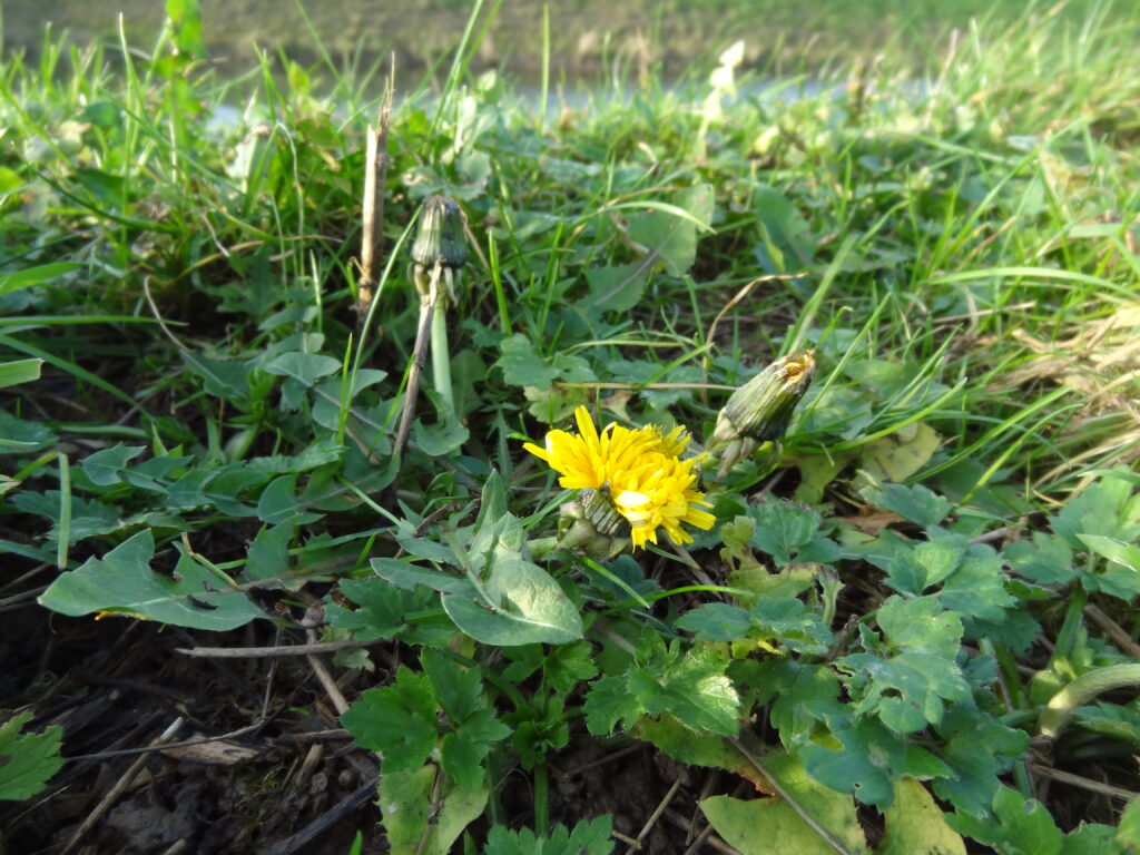 midwinter paardenbloem