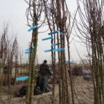 feb 2016. Plantgoed voor drie nieuwe voedselbossen staat ingekuild.