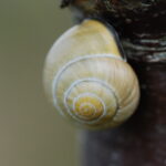 DSC_0207-Zwartgerande-tuinslak