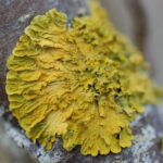 DSC_0211-Groot-dooiermos