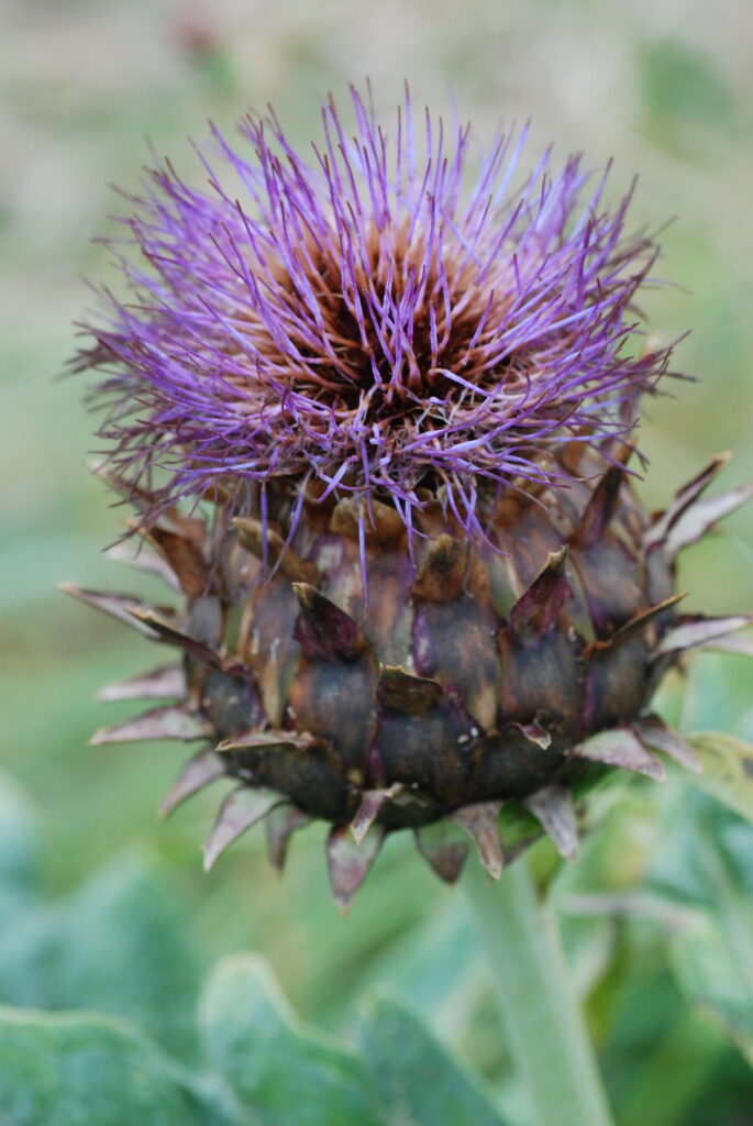 September, een Kardoen in bloei.