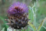 DSC_0232 Kardoen 2