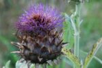 DSC_0232 Kardoen 2