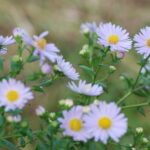 DSC_0236-Herfstaster