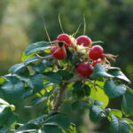 DSC_0257-Rozenbottels