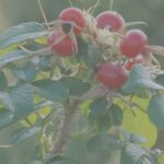 DPG-rozenbottel-1-300×184-filter1