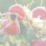 DPG-rozenbottel-1-300×184-filter2