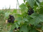rijpe zwarte bessen