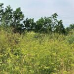 PHOTO-2021-08-10-17-54-33