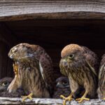 2-6-2020 zes jonge torenvalkjes foto Theo de Wit