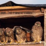 3-6-2020 5 jonge valken in de vroege ochtend foto Theo de Wild