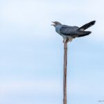 3-6-2020 koekoek in DPG, foto Theo de Wild