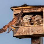 Torenvalkjes in nestkast voeren