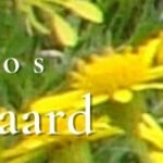 DPG-banner-margriet-mt