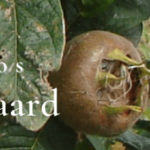 DPG banner mispel mt