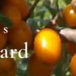 DPG-banner-oranjebes-mt