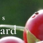 DPG banner rozenbottel mt