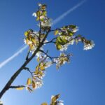 amelanchier 1