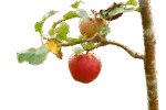 appel