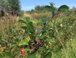 appelbes