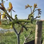 april-bloeiende-walnoot