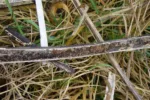 dode-stengels-.-overwinteraars-achtergelaten-poepjes