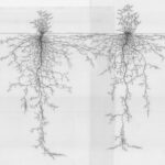 dpg wortels tamme kastagne