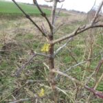 februari 2020 gele kornoelje, haag