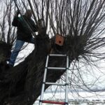januari 2017 plaatsen steenuilenkast
