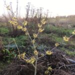 januari hamamelis bloeit.