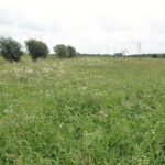 juli 2016 de boomgaard