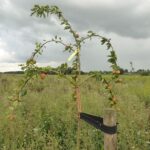 juli 2017 Groninger Kroon, ons succesnummer dit jaar