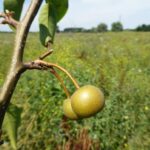 juli 2017 jong nashipeertje