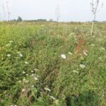 juni 2017 boomgaard